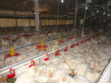 公司标准化规模合同养鸡场(鲁庄)成绩显著